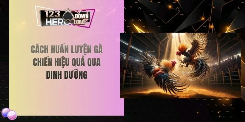 Cách huấn luyện gà chiến hiệu quả qua dinh dưỡng