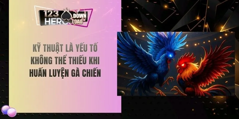 Kỹ thuật là yếu tố không thể thiếu khi huấn luyện gà chiến