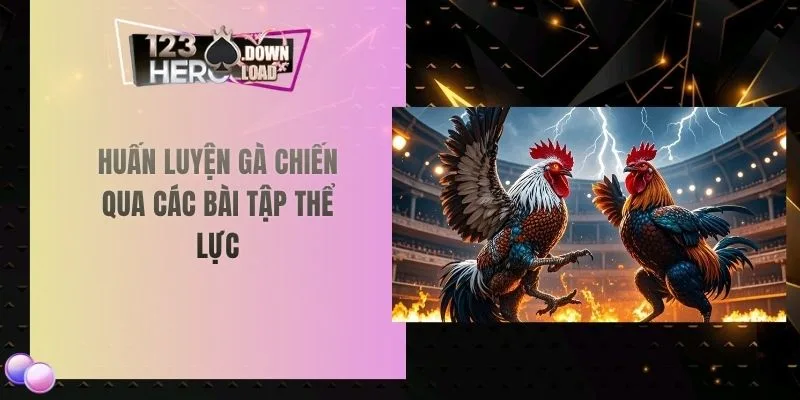 Huấn luyện gà chiến qua các bài tập thể lực