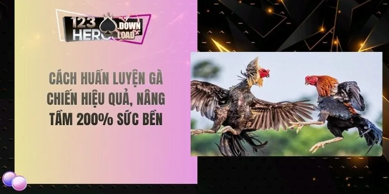 Cách Huấn Luyện Gà Chiến Hiệu Quả