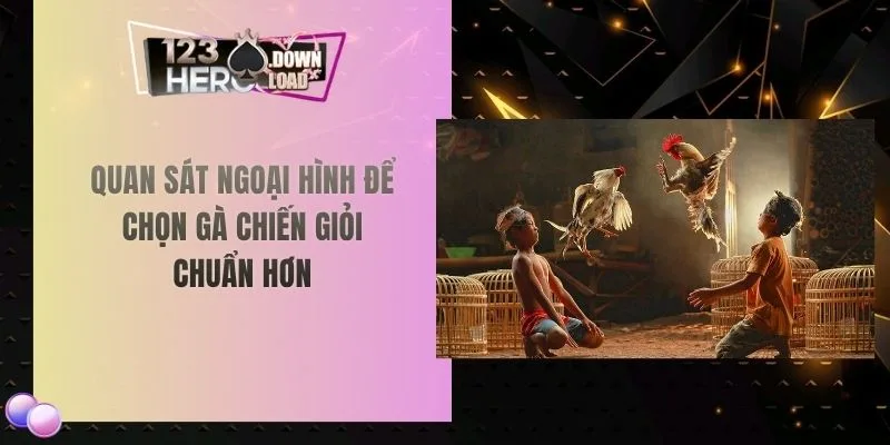 Quan sát ngoại hình để chọn gà chiến giỏi chuẩn hơn