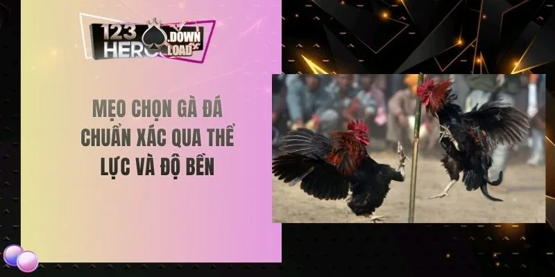 Mẹo chọn gà đá chuẩn xác qua thể lực và độ bền