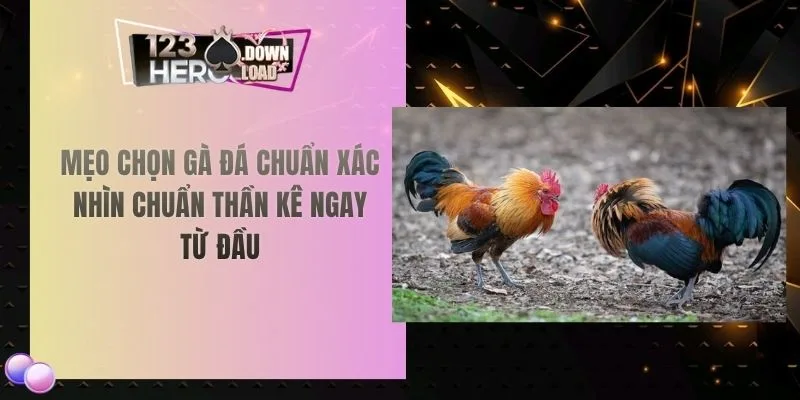 Mẹo chọn gà đá chuẩn xác